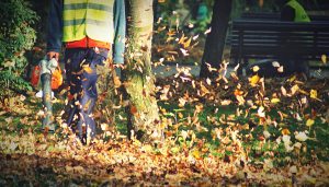 Leaf removal services