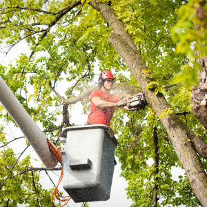 tree service