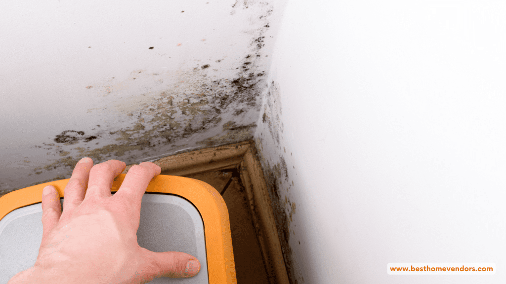 How to Prevent Mold in Your Basement Tips and Techniques blog